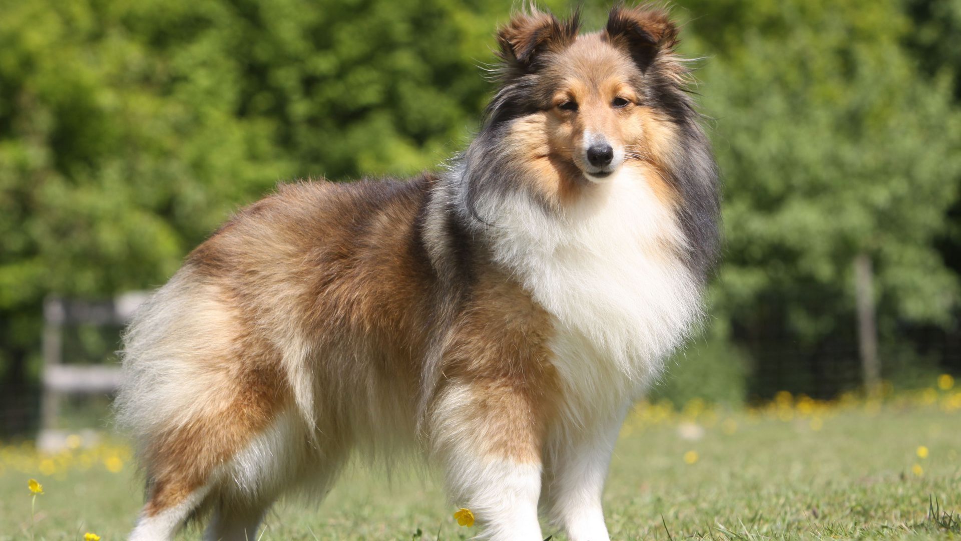 Shetland Sheepdog